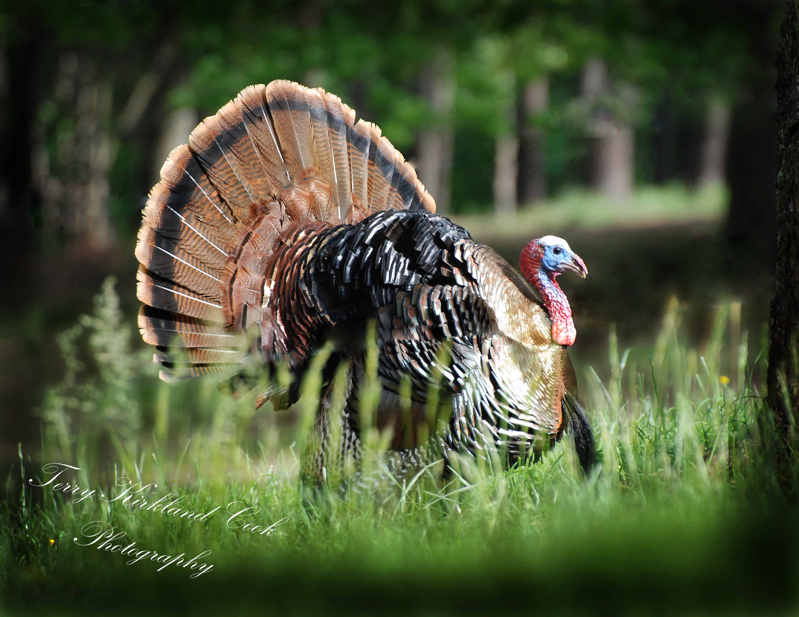 TheCabins at Mill Spring